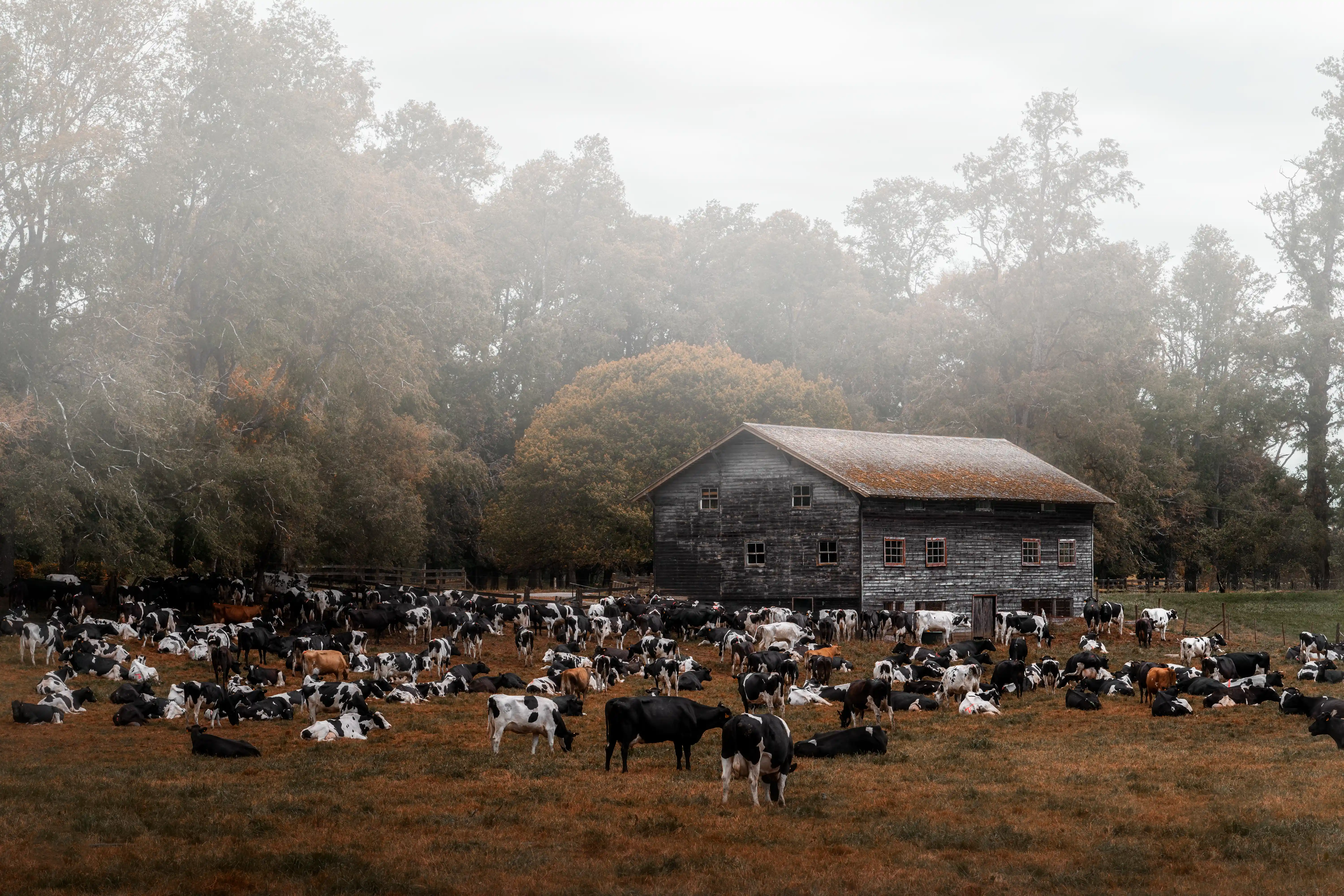 Paisaje Cuenca Lago Ranco